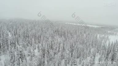 霜冻阴天的冬季森林鸟瞰图